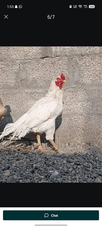 high quality aseel for sale. .