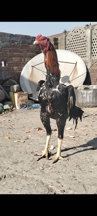 Healthy 1 male 2 female.