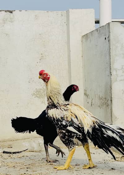 Shamo and parrorts beak