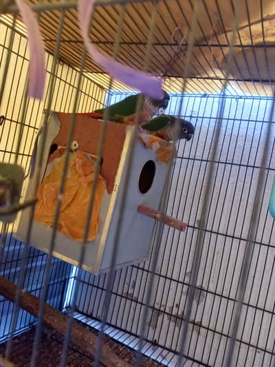 yellow sided conure breeder pair for sale