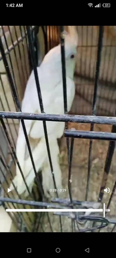 ENO coctal female age 6 months my wh number 03702577203