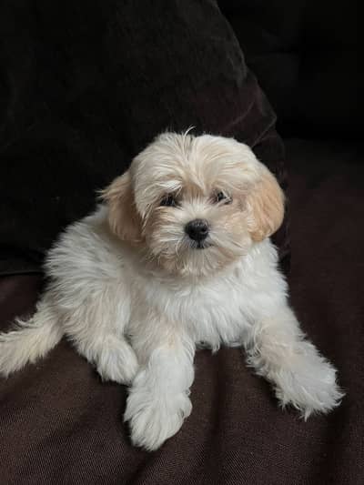 Shihtzu puppy 03075273683