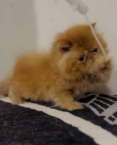 piki face male kitten cfa lia healthy only serious people contact