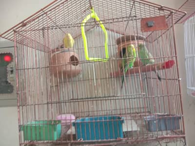 Beautiful Colorful Budgies (Parrots) with Babies & Cage for Sale