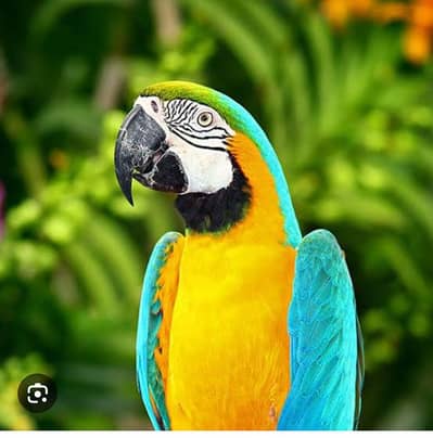 full tame n talking female