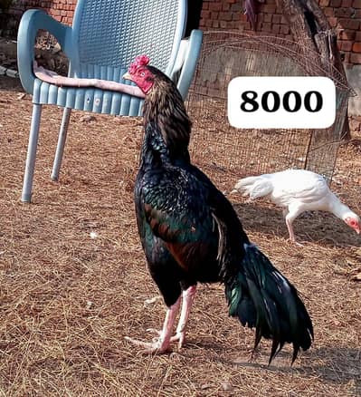 Aseel murgha , black jawa