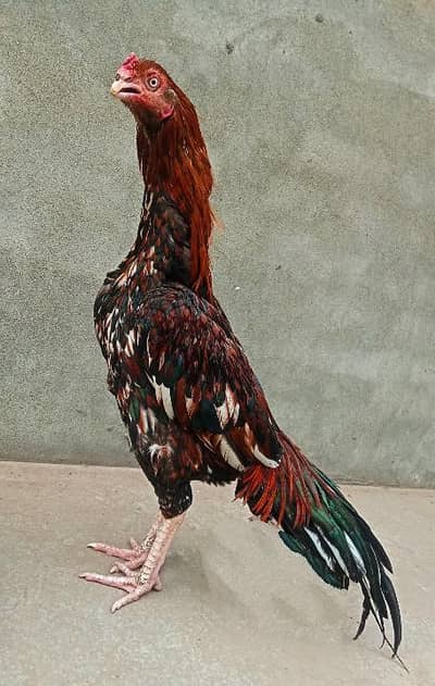 100% PURE AMROHA GRENTIED  MALE