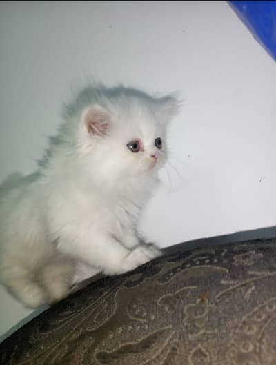 Persian Kitten Cat Punch Face Triple Coated Female