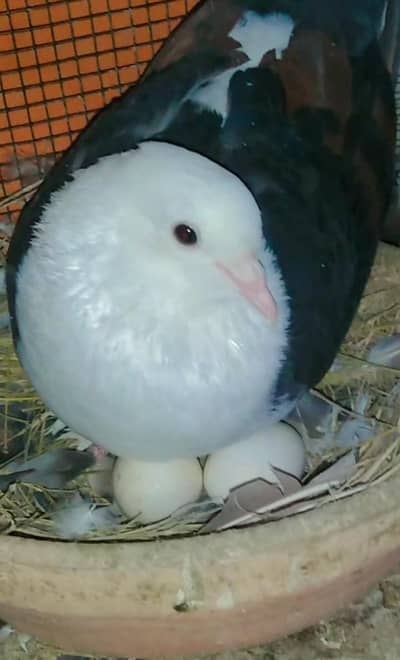 Pamoz Karbalai Ready To New Breed