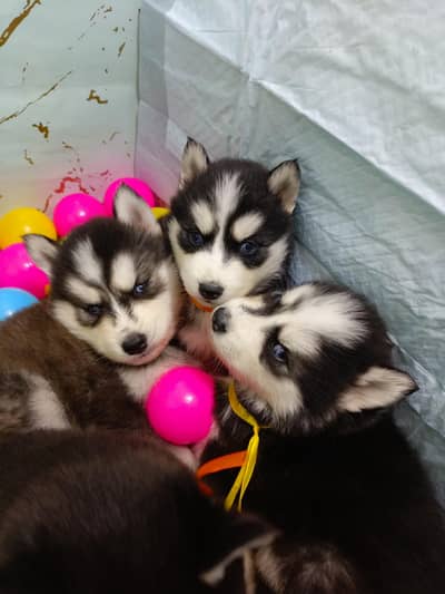 Husky Puppies Available For Sale
