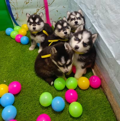 Husky Puppies Available For Sale