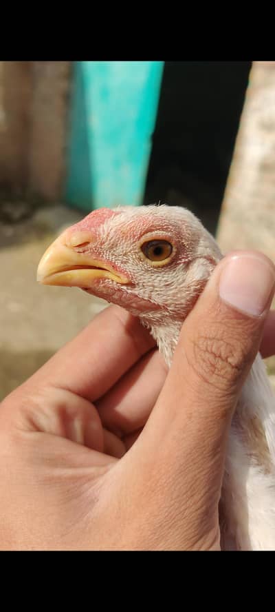 Parrot beak cross chicks