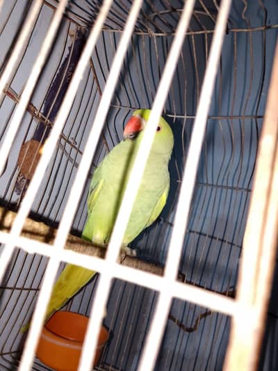 bohut pyara toota he peso ki need he isliye sell karha hun 03162157353