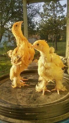 Golden heavy buff best quality