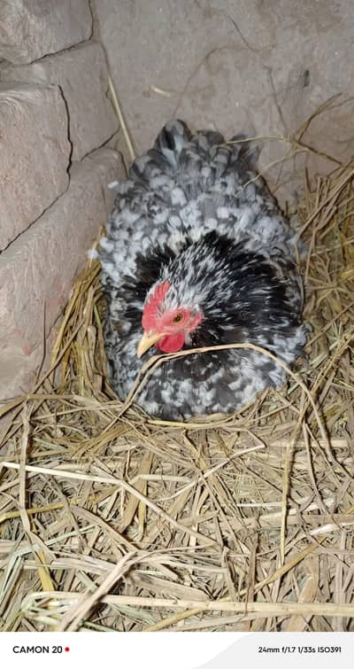 motled Cochin bantam