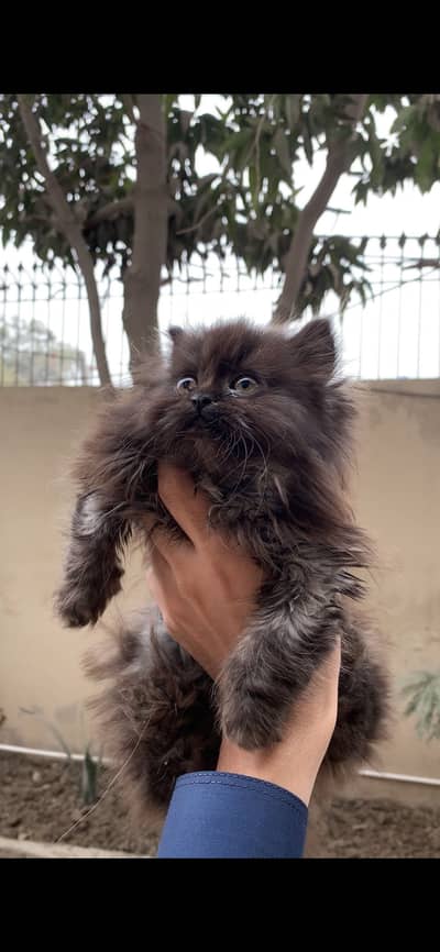 Punch face triple coat kitten for sale