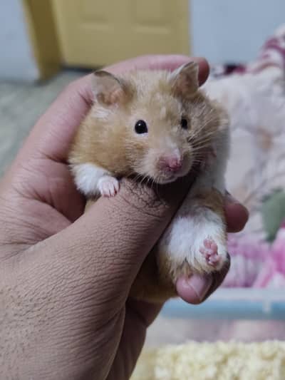 hamster