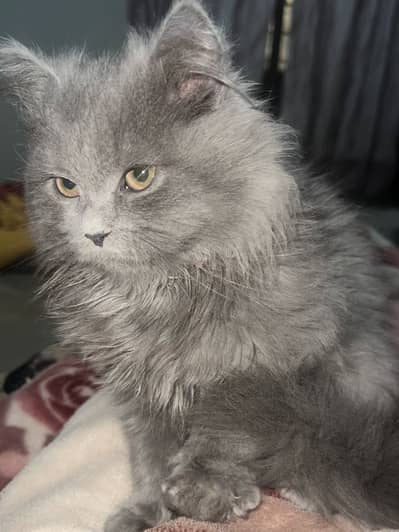 Persian Male kitten For sale