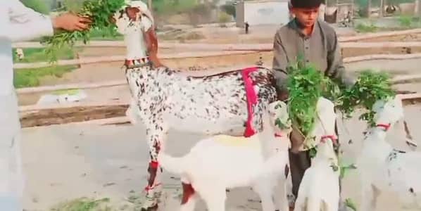 dasi bakri 3 bachno ka sath for sale call on 0326. . 3849. . 824