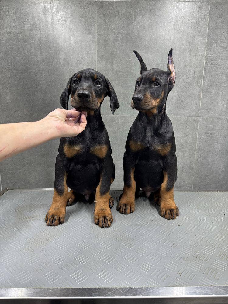doberman 0