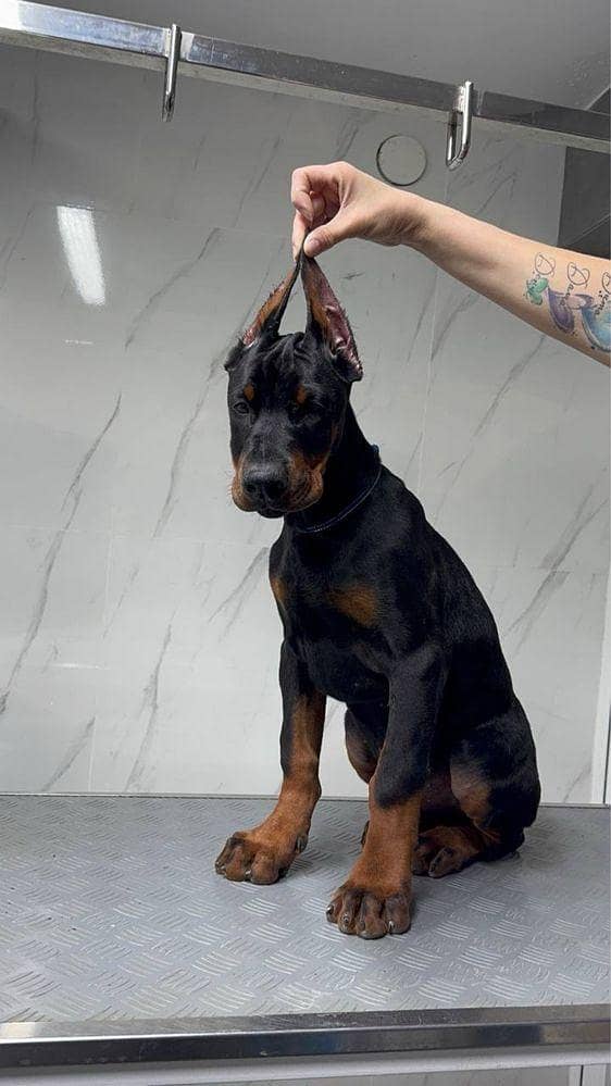 doberman 1