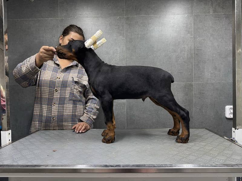 doberman 3
