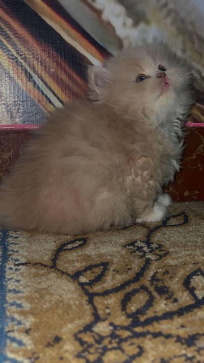 Persian punch face kittens for sale