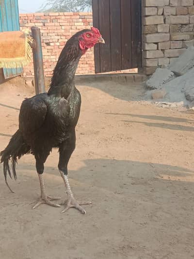 8 months asell murga