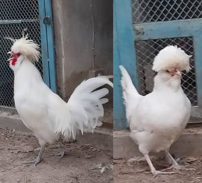 bantam and heavy buff chick's and eggs sale