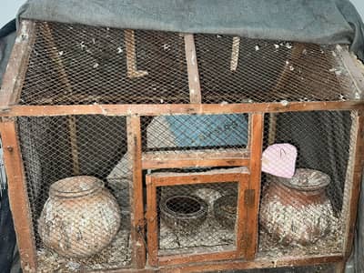 Creamino love bird with cage