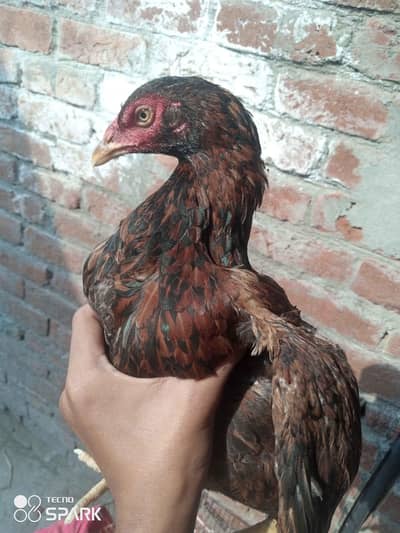 pure aseel murgiya hy 6/7 murgiya hy