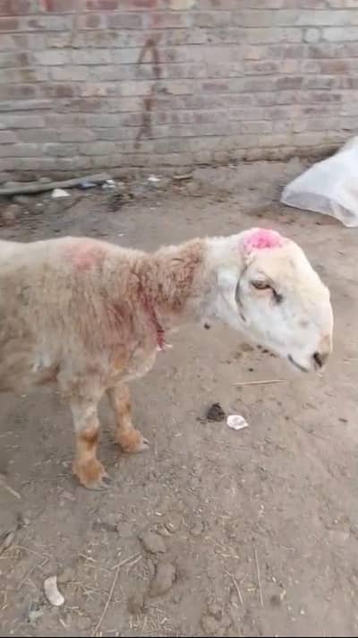 Female sheep for sale