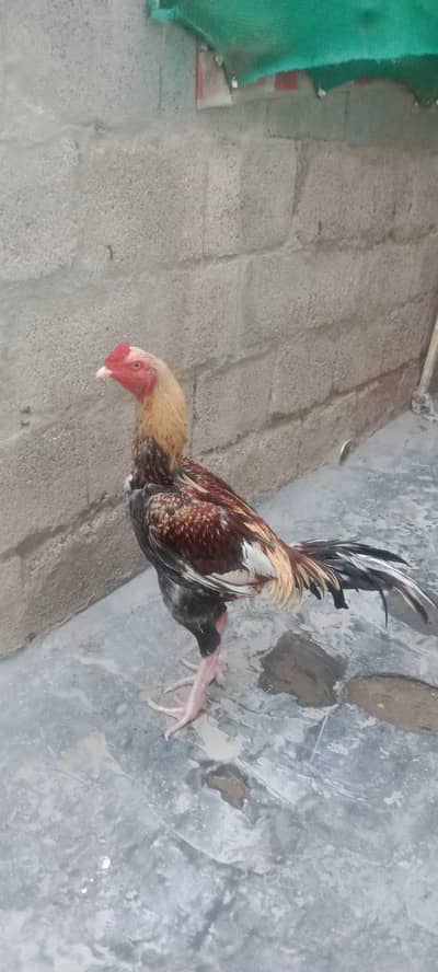 age two year key hain nok nali wit hain or ank b wit hai c