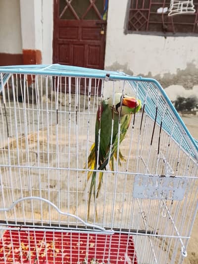 raw parrot male