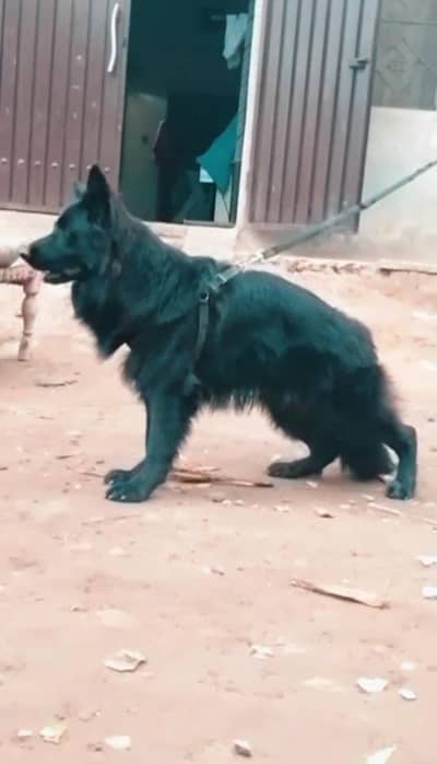 pedigree male available for stud