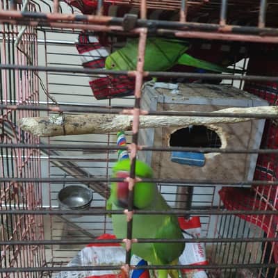 Breeder Pair For Sale