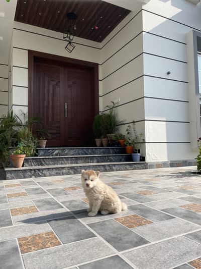 Siberian husky female puppy exreme wolly heavy bone structure puppy