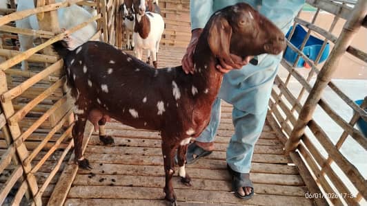 بکریاں برائے فروخت