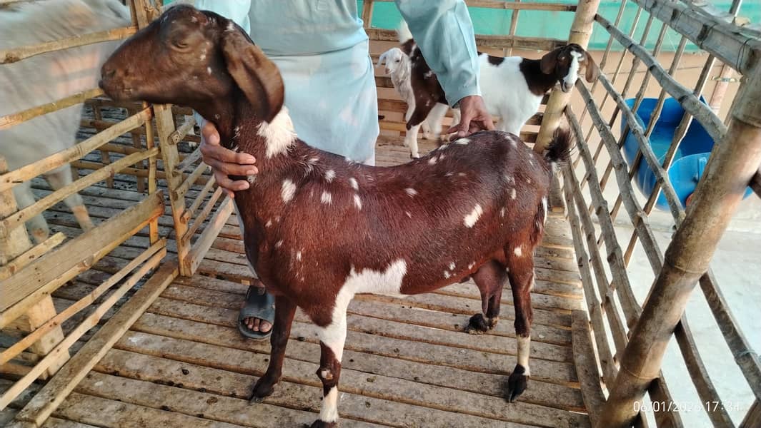 بکریاں برائے فروخت 1