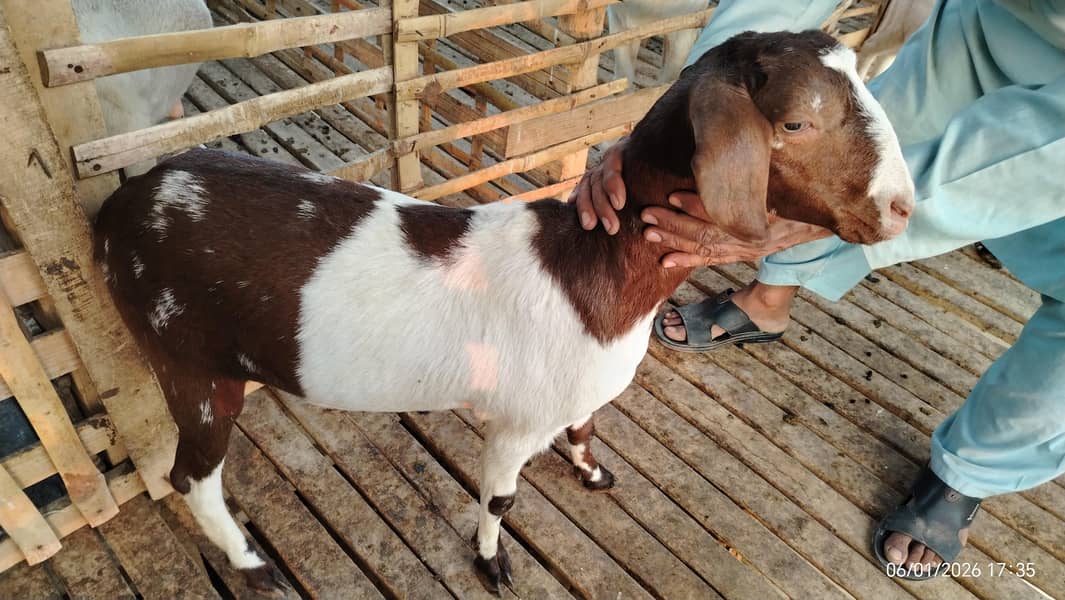 بکریاں برائے فروخت 2