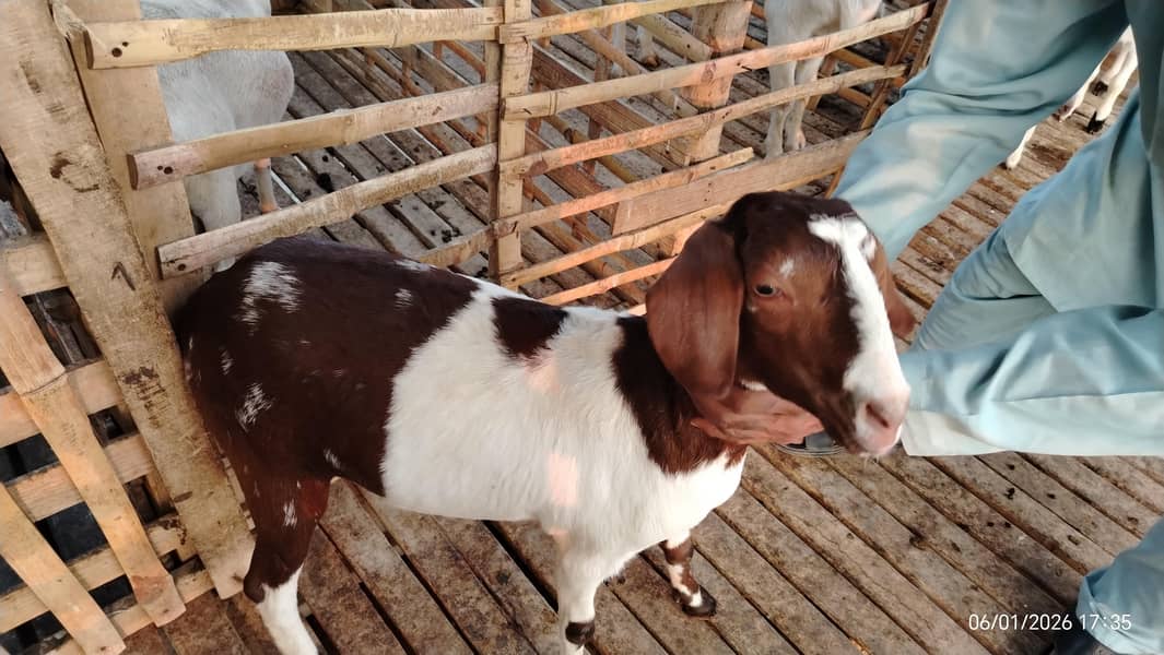 بکریاں برائے فروخت 3