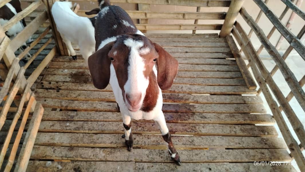 بکریاں برائے فروخت 4