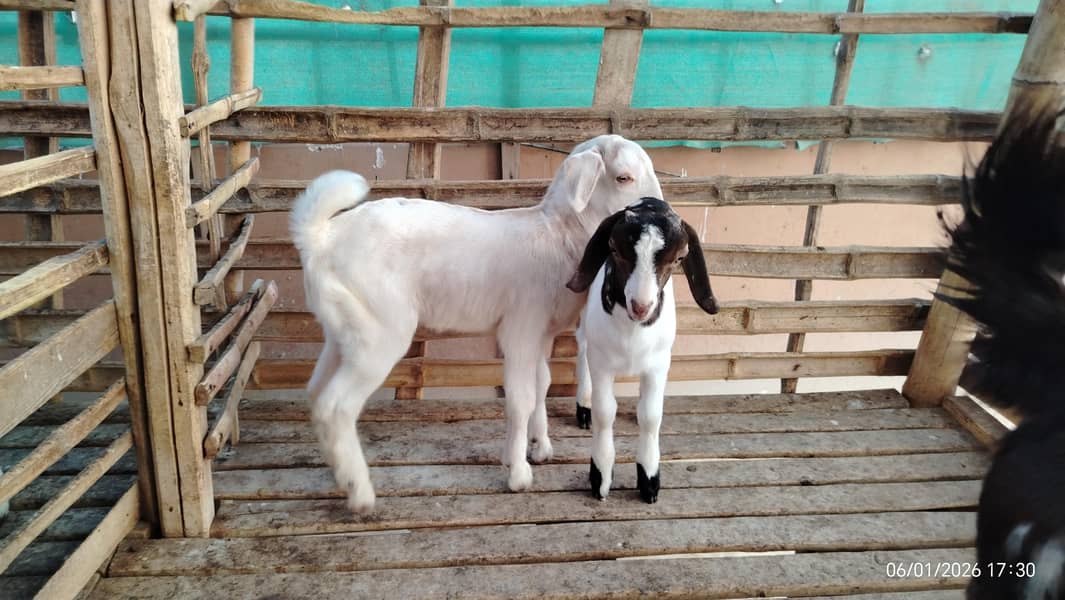 بکریاں برائے فروخت 5