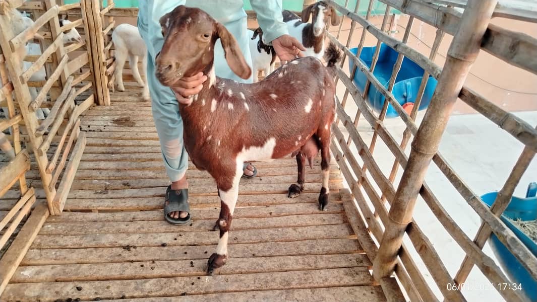 بکریاں برائے فروخت 10