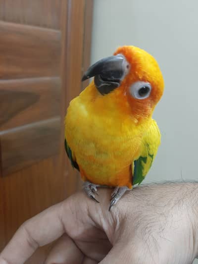 Sun Conure male parrot
