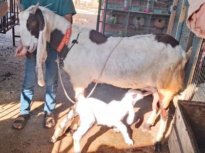 ablack female wighte male kid ke saat