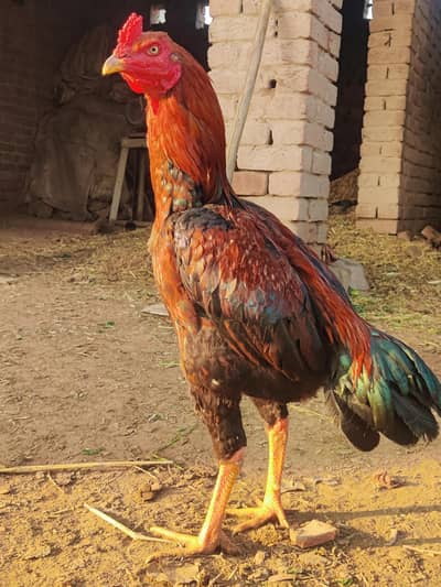 Price Final ha please wohi rabta karay jis naa Lana ha