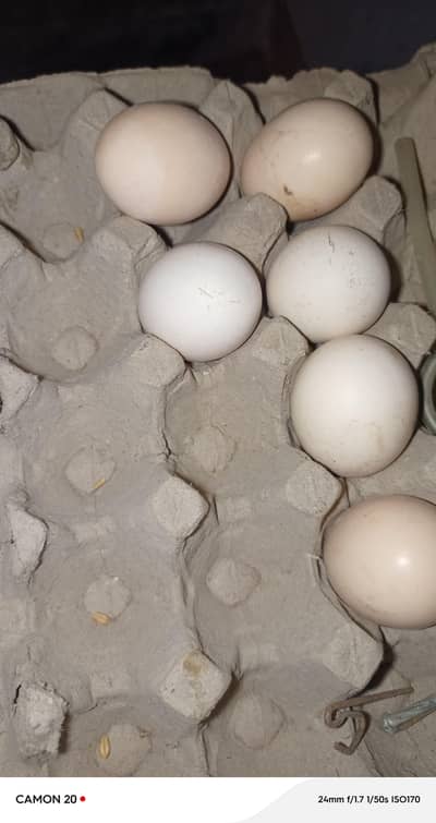 white shamo 100℅ furtile  eggs