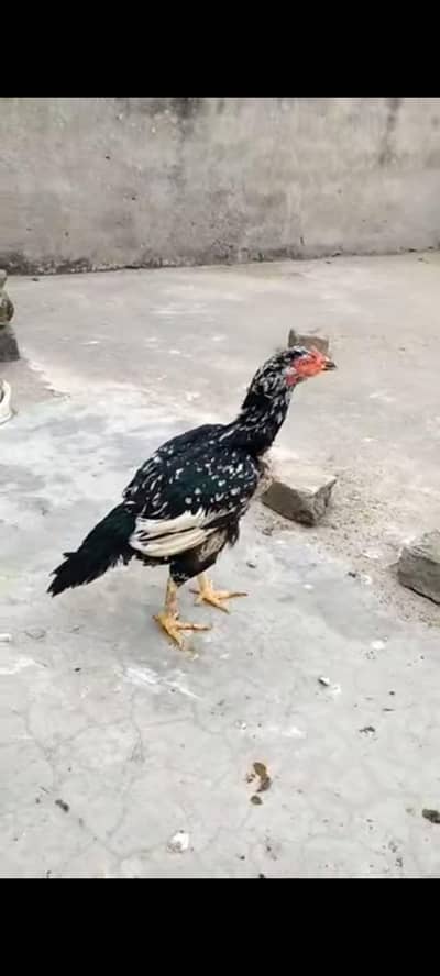 lassani aseel Madi  mazboot jor price Ando ki granty ha