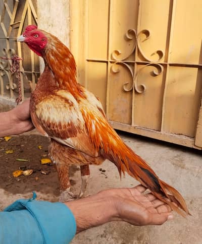 top quality bird  peela zahreela